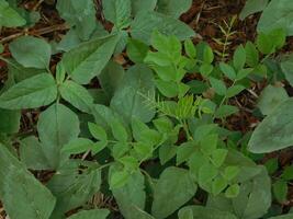 plante dans le jardin photo