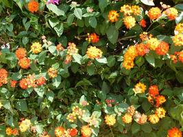 fleurs dans le jardin photo