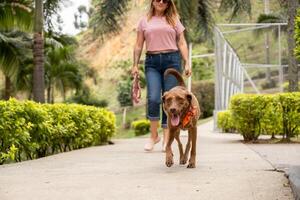 une femme en marchant derrière sa chien dans une parc, avec le Contexte flou. photo