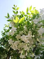 blanc fleurs épanouissement dans milieu été photo