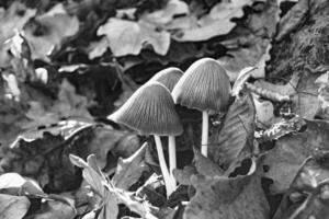 la photographie à thème grand magnifique toxique champignon dans forêt sur feuilles Contexte photo