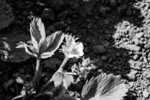 la photographie sur thème magnifique baie branche fraise buisson avec Naturel feuilles photo