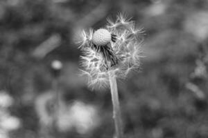 beau pissenlit de graine de fleur sauvage sur fond de prairie photo