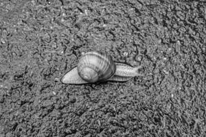 gros escargot en coquille rampant sur route mouillée dépêchez-vous à la maison photo