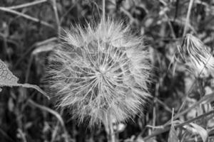 beau pissenlit de graine de fleur sauvage sur fond de prairie photo