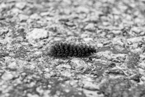 la photographie sur thème magnifique poilu chenille dans se dépêcher à tour dans papillon photo