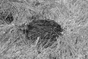 la photographie sur le thème de la bouse de vache fraîche se trouve sur la ferme d'animaux de fumier photo