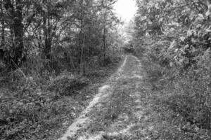 photographie sur le thème beau sentier dans les bois de feuillage sauvage photo