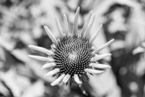 Belle fleur sauvage aster faux tournesol sur fond prairie photo