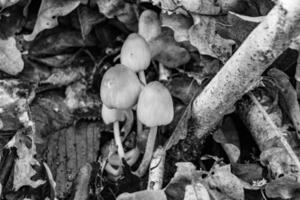 la photographie à thème grand magnifique toxique champignon dans forêt sur feuilles Contexte photo