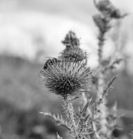 belle fleur sauvage ailé abeille sur fond feuillage prairie photo