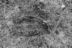 la photographie sur le thème de la bouse de vache fraîche se trouve sur la ferme d'animaux de fumier photo