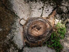 le arbre tronc entre le béton a été Couper vers le bas donc il non plus long grandi plus gros photo
