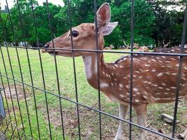 une petit cerf approchant le clôture car il volonté être nourris par visiteurs à le animal préservation zone photo