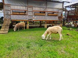 mouton agriculture dans le Sirukam laitier ferme tourisme village dans solok, Indonésie photo