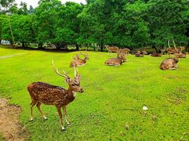 le Activités de cerf et leur troupeaux dans une cerf préservation zone dans une Cour plein de herbe photo