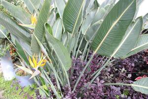 luxuriant vert tropical les plantes croissance dans une jardin photo