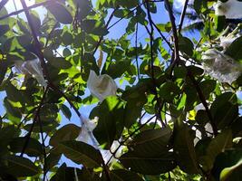 feuilles, brindilles et goyave des arbres dans le jardin photo