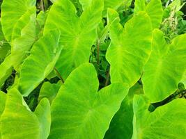 feuilles de le l'éléphant oreille colocasie taro plante photo