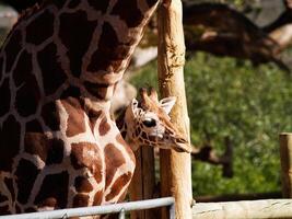 Jeune girafe tête furtivement en dehors de stylo par parents épaule photo