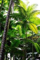 vert paume des arbres frondes et les troncs contre couvert ciel Hawaii photo