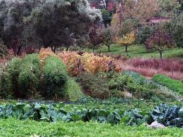 juste chênes, Californie, 2006 - petit légume jardin dans tomber divers les plantes photo