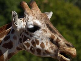 serré portrait de girafe avec humide bouche photo