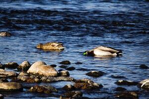 deux canards nager dans rivière avec têtes submergé photo