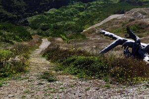 sentier plat et puis en haut colline Journal et les plantes photo