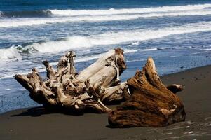 deux grand morceaux de arbre bois flotté séance sur le sable plage photo