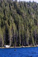 mur de vert des arbres escalade en haut colline de Lac dans yosemite photo