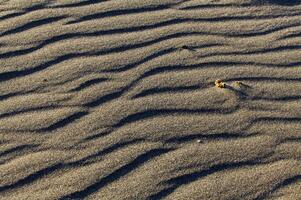 ondulations dans le sable plage de vent ou l'eau photo