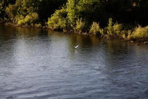 blanc aigrette héron en volant plus de rivière Matin photo