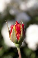 Célibataire rouge Rose bourgeon fermer en plein air fermer photo