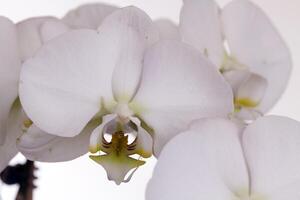 horizontal fermer de groupe blanc orchidée fleurs photo