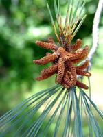 pin arbre branche avec aiguilles et des graines photo