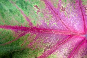 fermer de rouge et vert feuille photo