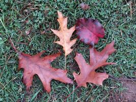 humide rouge tomber feuilles sur vert herbe photo