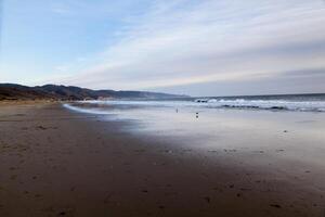 plage avec mouettes et loin gens vagues photo