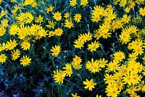 fleur lit dans jardin Jaune et vert photo