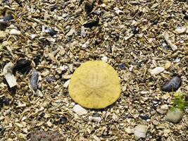 le sable dollar sur lit de écrasé mer coquilles photo