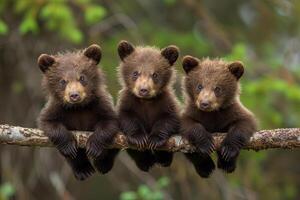 ai généré ours bébé groupe de animaux pendaison en dehors sur une bifurquer, mignon, souriant, adorable photo