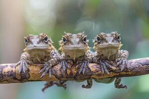 ai généré caméléon bébé groupe de animaux pendaison en dehors sur une bifurquer, mignon, souriant, adorable photo