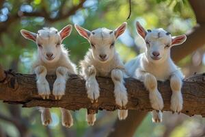 ai généré chèvre bébé groupe de animaux pendaison en dehors sur une bifurquer, mignon, souriant, adorable photo