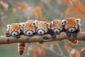 ai généré rouge Panda bébé groupe de animaux pendaison en dehors sur une bifurquer, mignon, souriant, adorable photo