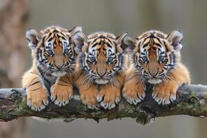 ai généré tigre bébé groupe de animaux pendaison en dehors sur une bifurquer, mignon, souriant, adorable photo