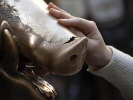 détail de main émouvant bien la chance cuivre porc statue dans Florence rite de fortune vous avoir à frotter une pièce de monnaie sur le nez de sauvage sanglier et puis laissez tomber il dans le regard couverture de le porcellino Fontaine photo