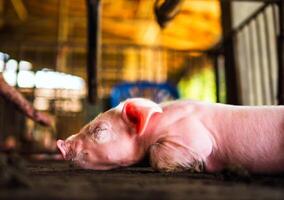 une semaine porcelet mignonne nouveau née en train de dormir sur le porc ferme avec autre porcelets, fermer photo