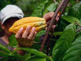 les mains en gros plan d'un producteur de cacao utilisent des cisailles à tailler pour couper les cabosses de cacao ou le cacao jaune mûr des fruits du cacaoyer. récolte que produit l'activité agricole de cacao. photo