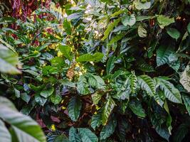 Jeune vert feuille cacao sur cacao usine, cacao arbre photo